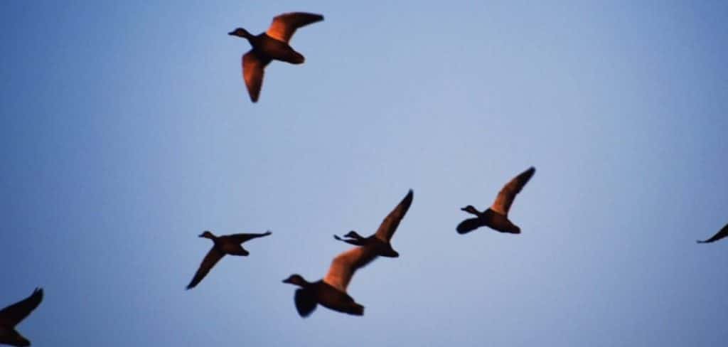 untitled design - 1 – Duck Boat Depot